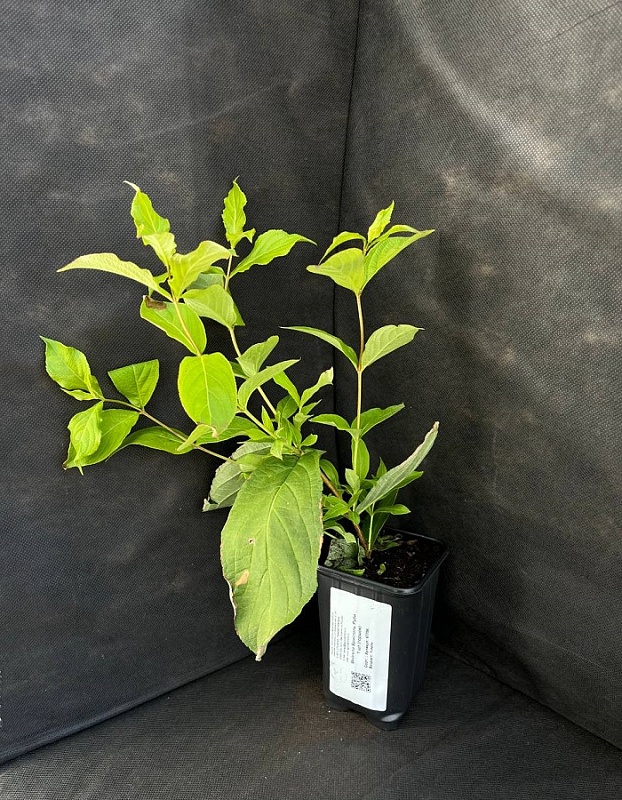 Вейгела Бристоль Руби 1 шт Р9